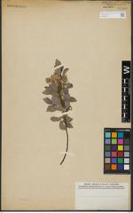 Foto von Salix hastata L.